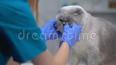 护士清洁猫眼污垢，疾病预防，常规卫生程序